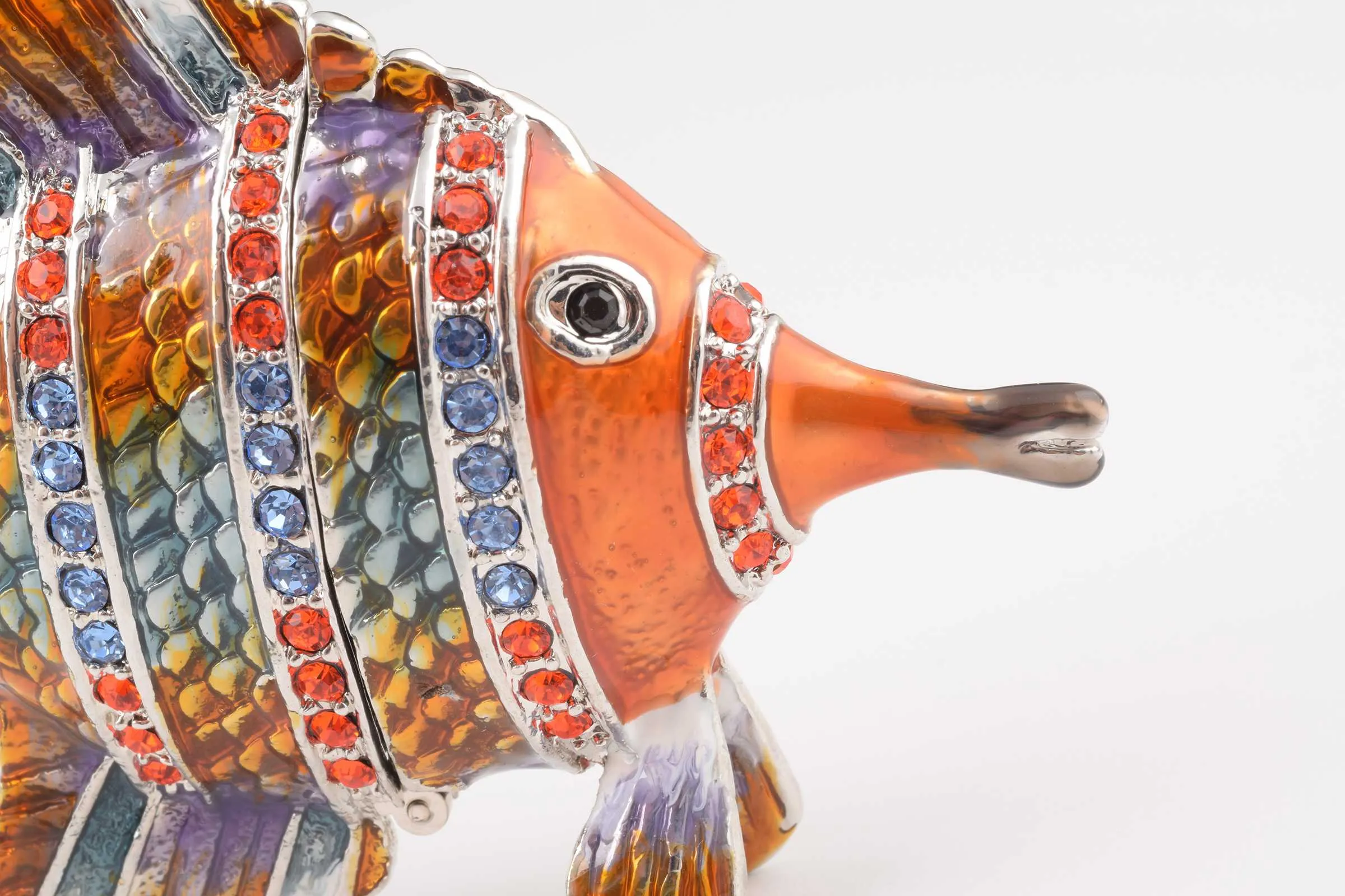 Colorful Fish