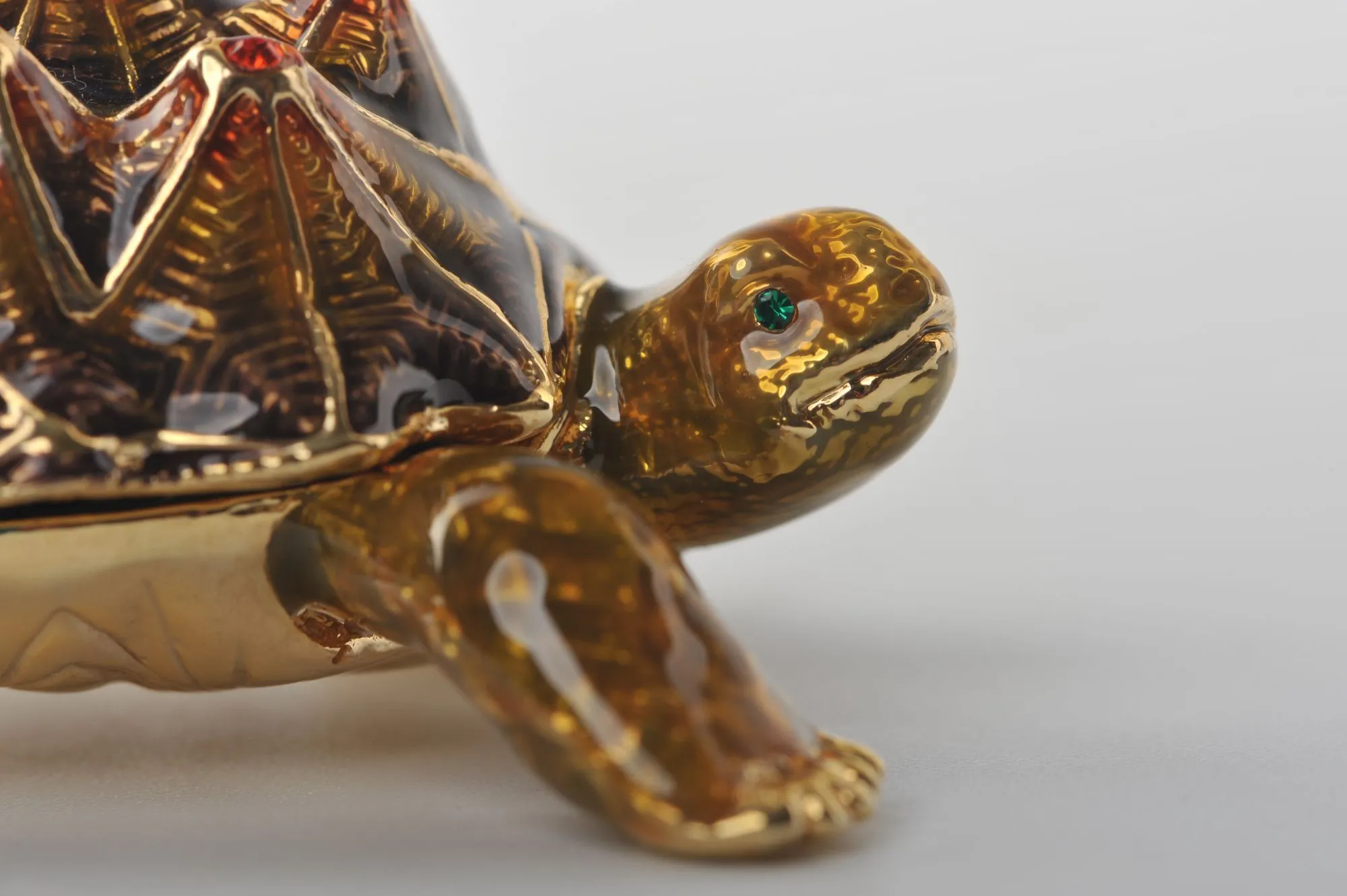 Rough Shell Turtle